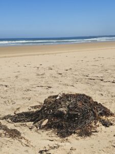 Planetary Health for Inner Experiences