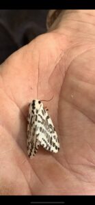 Wildlife pics to accompany more Spiky Ideas!